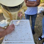 Imker-Anfängerkurs, Modul 11, Einfüttern / BLIB-Imkerkurs für Anfänger / Bienen-leben-in-Bamberg.de