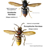 Vergleich Hornissen: Die invasive, nicht heimische Vespa velutina (Asiatische Hornisse) und unsere heimische Vespa crabro (Europäische Hornisse)
